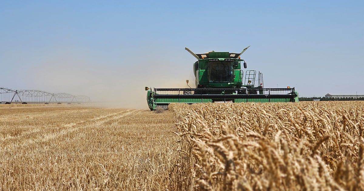 K‑State study: Post-wheat cover crops offer grazing potential