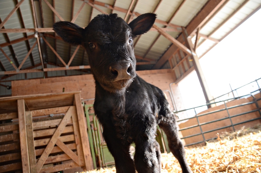 new baby calf is highlight of spring