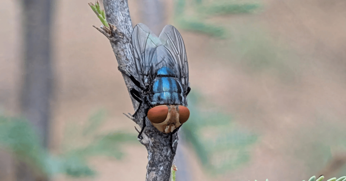 Two screwworm infested zones in Texas released