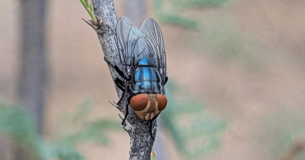 Two screwworm infested zones in Texas released