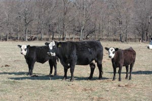 Is The Cattle Market Nearing Its Top?