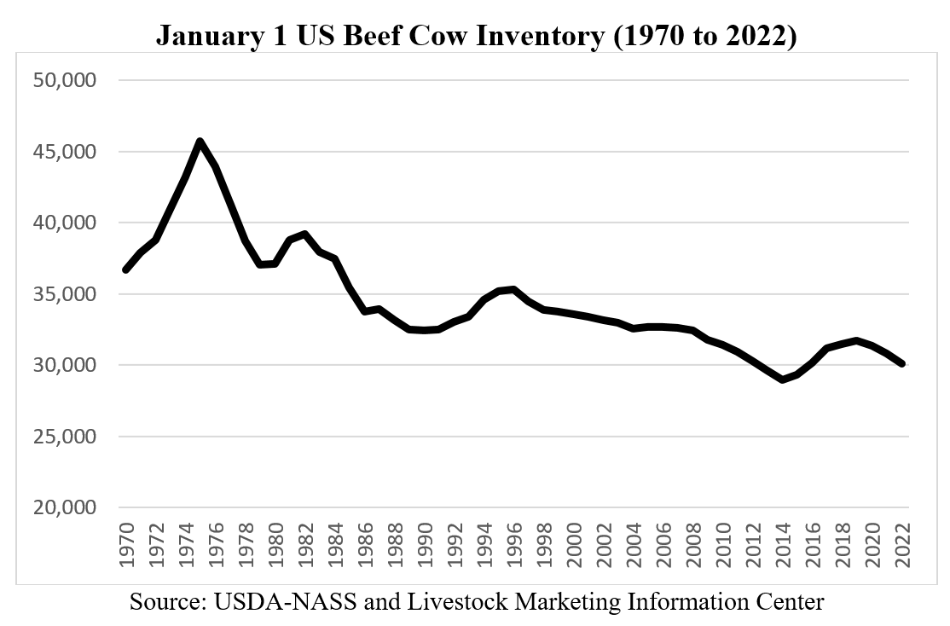 Beef cattle Numbers Continue to Decline
