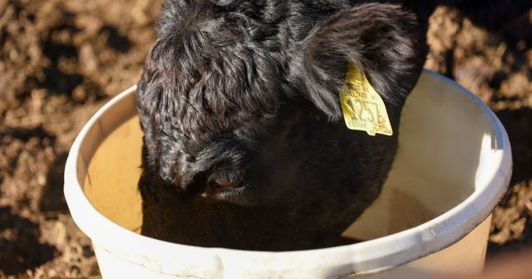 Self-fed lick tubs for supplementing protein to grazing cattle
