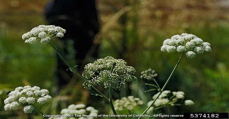spotted hemlock.jpg spotted hemlock.jpg