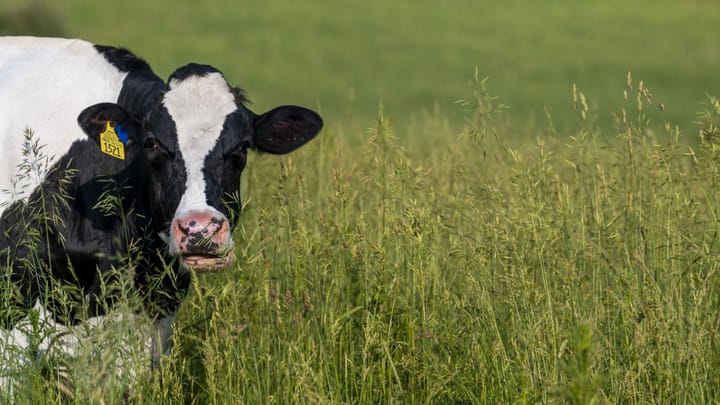 Improving leptospirosis diagnostics in cattle