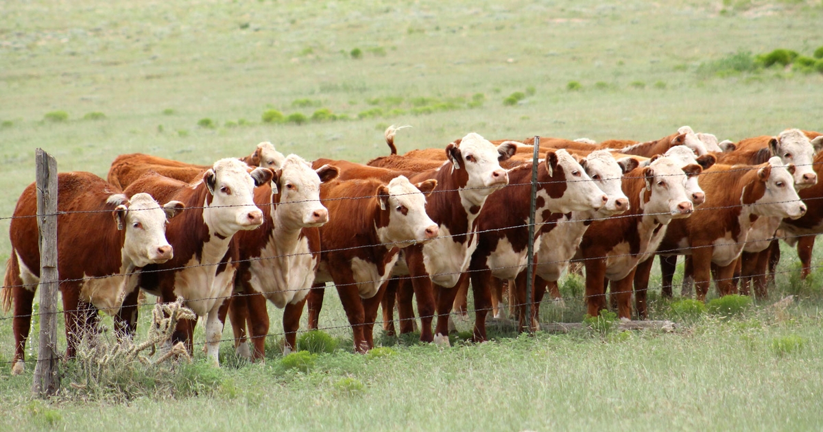 11 tips for choosing the right heifers