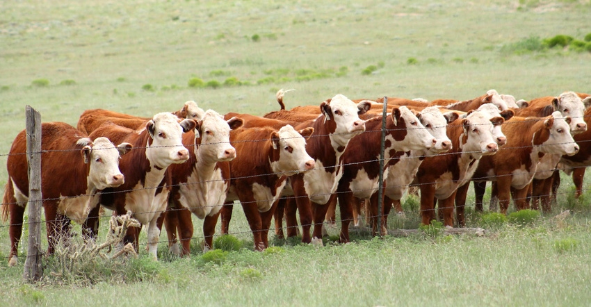 Lineup of heifers on pasture