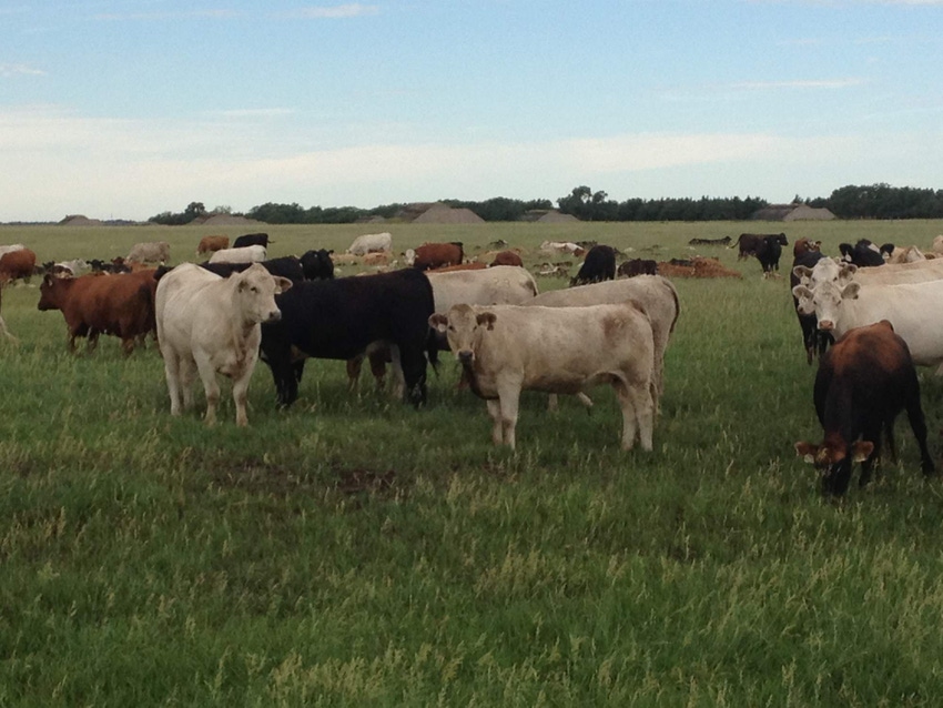 In a post-truth media world, facts about beef research be damned In a post-truth media world, facts about beef research be damned