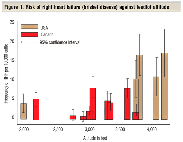 risk of right heart failure in cattle