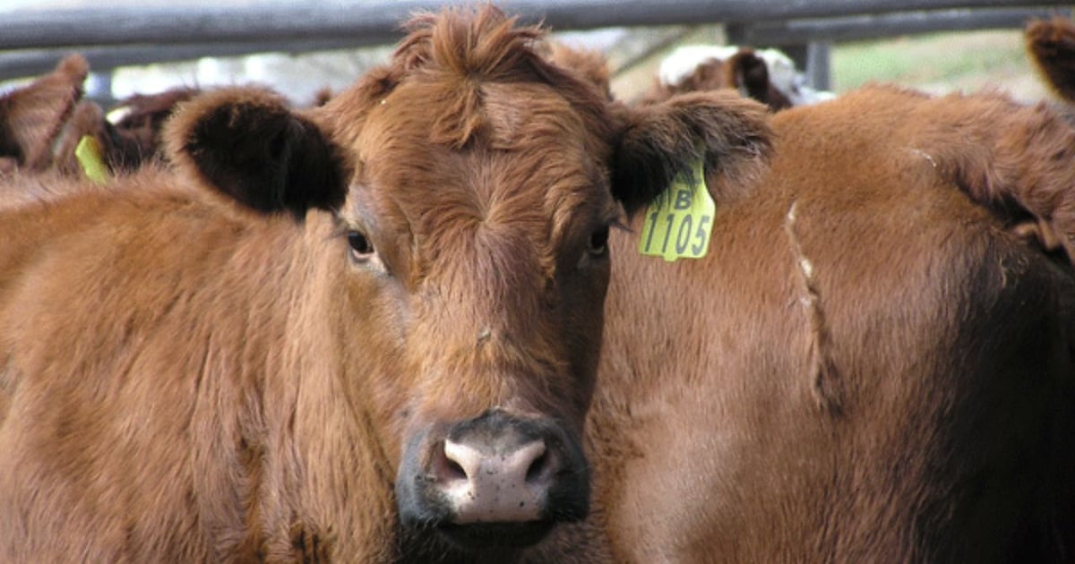 Beef Improvement Federation announces award finalists