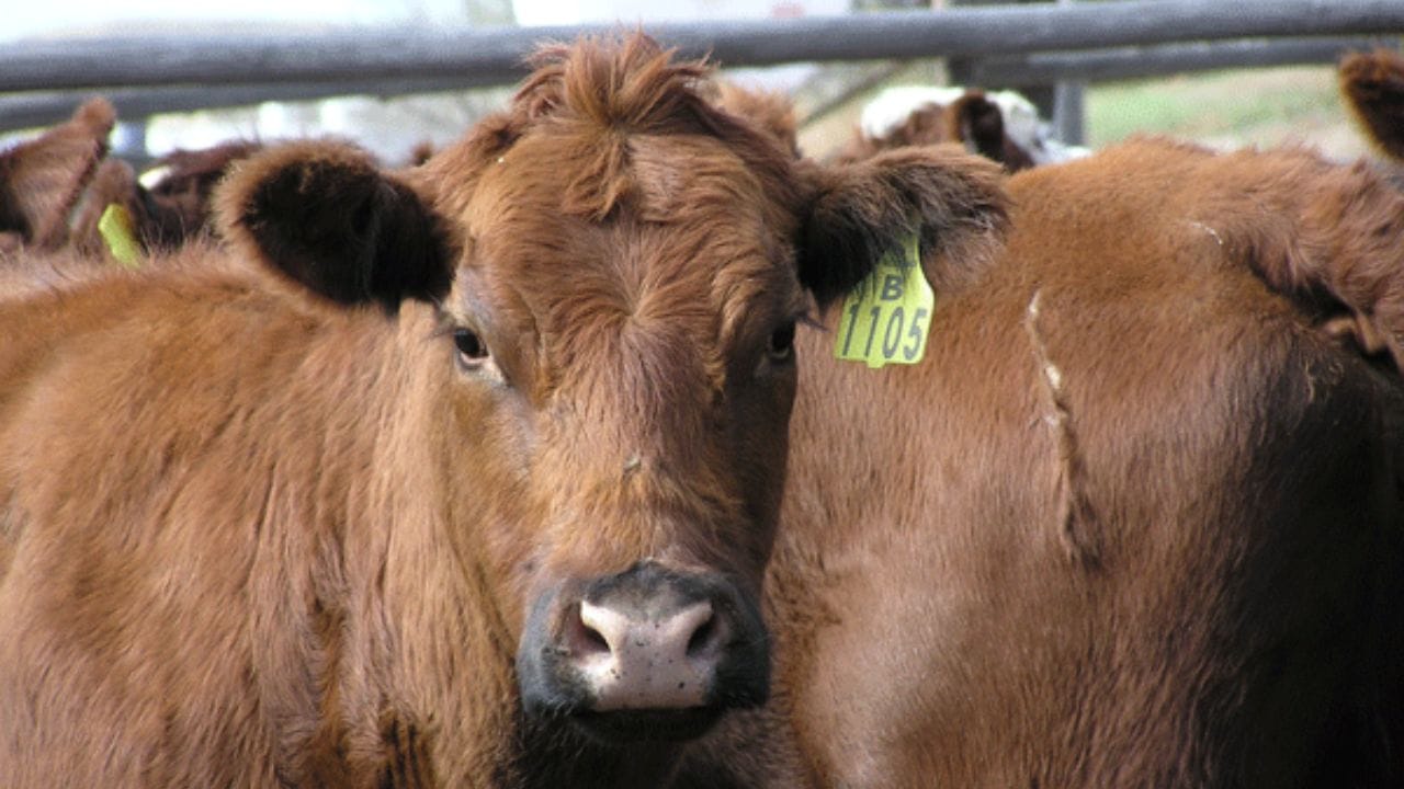 National Cattlemen s Beef Association national-cattlemen-s-beef-association