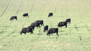 Walz-Cows-wheat.jpg