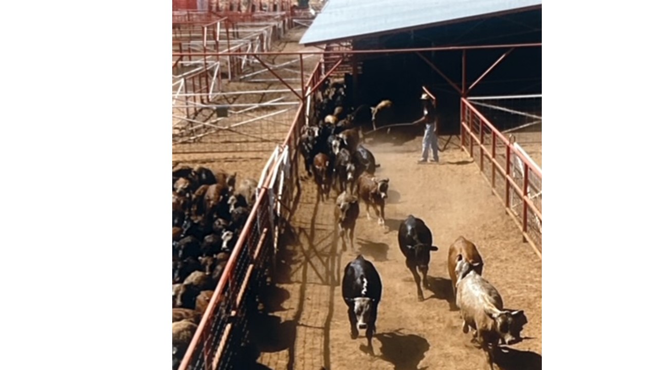 Screwworms impacting cattle trade