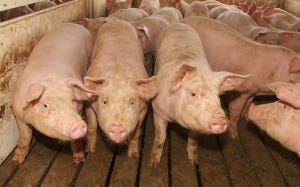 Tyson Announces On-Farm Audits Of Animal Treatment