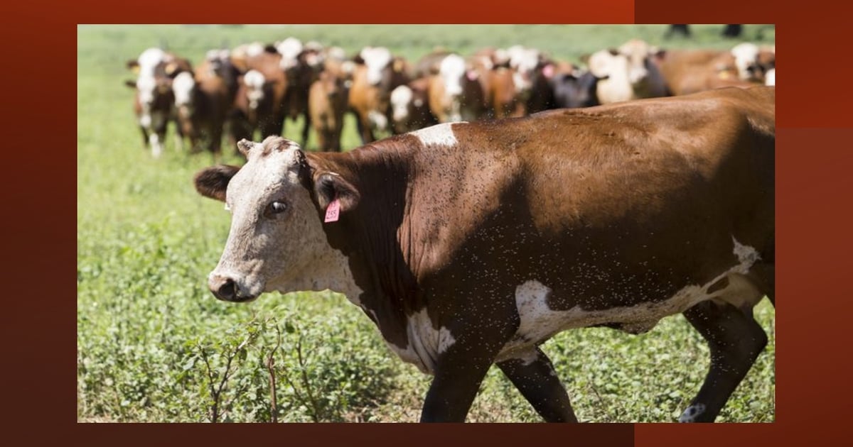 U of Florida receives $9.5M gift to address cattle pest threats