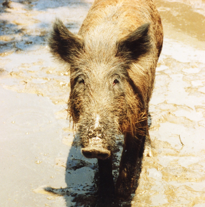 New Feral Hog Website Provides National Expertise, Resources
