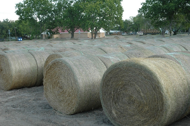 Hay Talk Part 1: Why cutting height and moisture levels matter