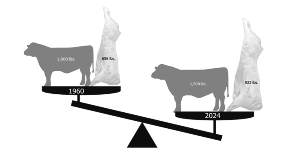 Modernizing carcass yield grading for today’s cattle