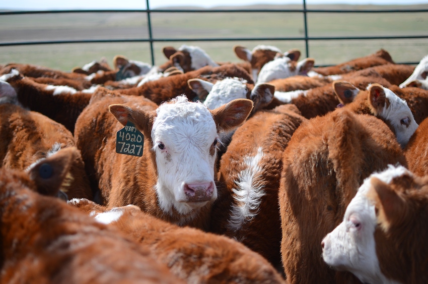 Know your calves and your market to add value Know your calves and your market to add value