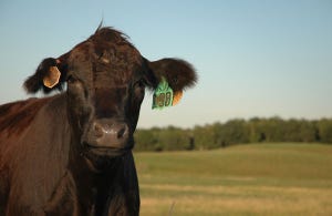 Heat Stress Can Cause Premature Calving; Watch Fall-Calving Herds Closely