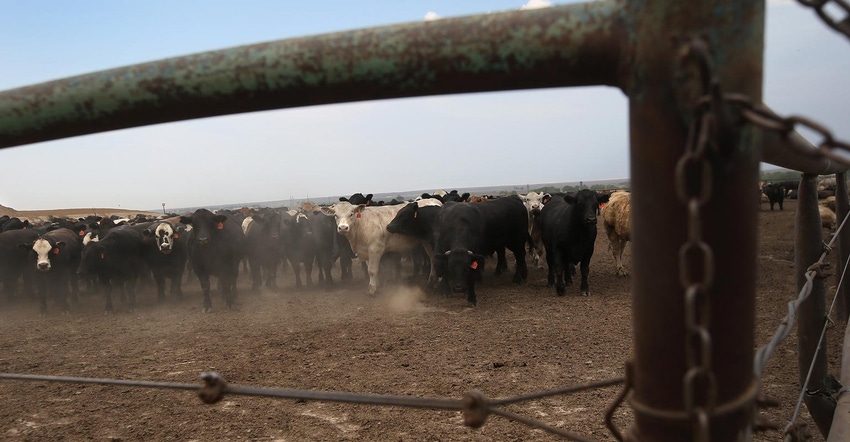 Beef cattle gathered in a feedlot surrounded by a metal fence