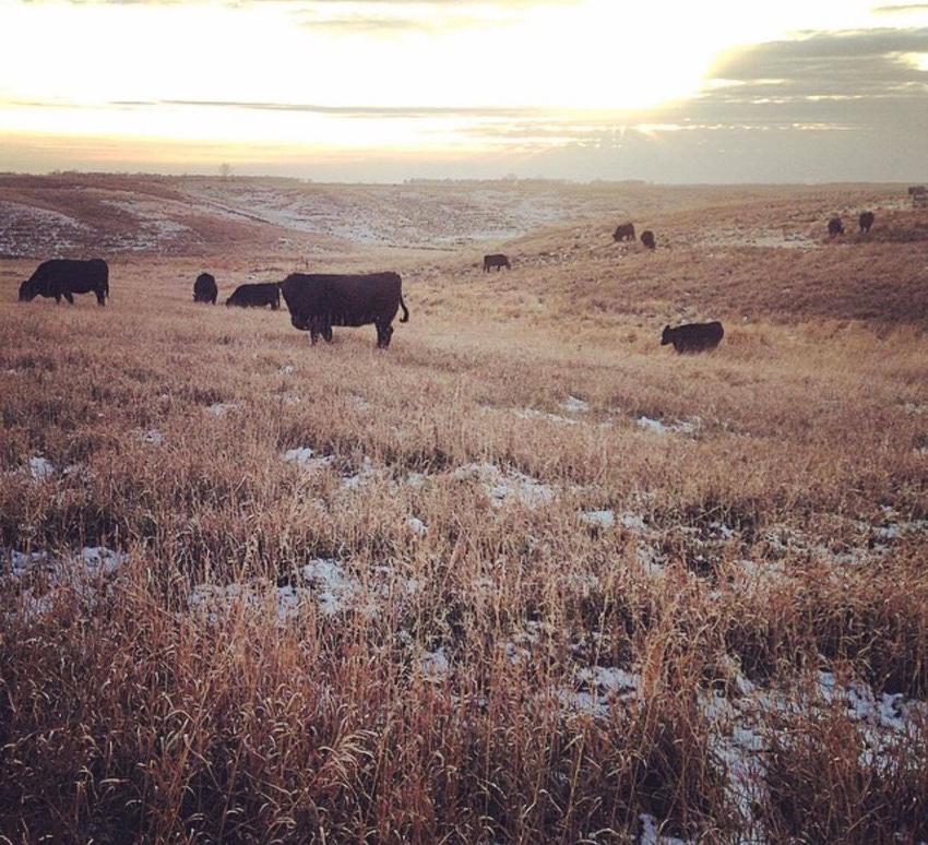 5 variables to consider before investing in pasture land