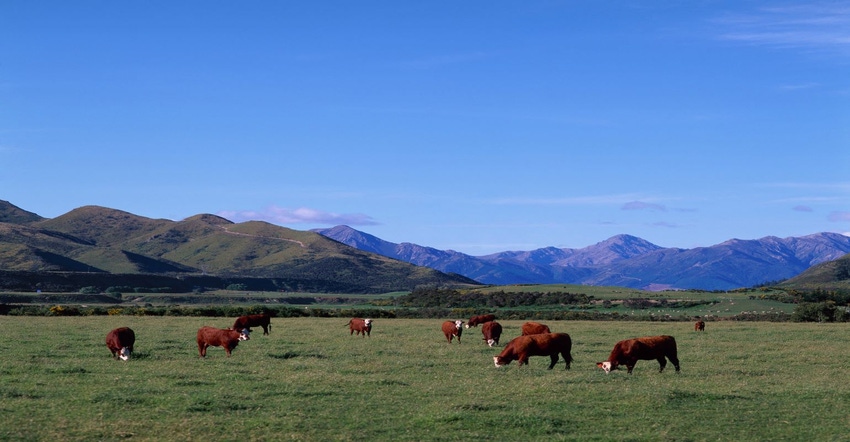 9-28-21 cattle grazing GettyImages-141857042_1.jpg 9-28-21 cattle grazing GettyImages-141857042_1.jpg