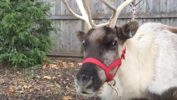 VIDEO: Are Santa’s reindeer healthy for Christmas flight?