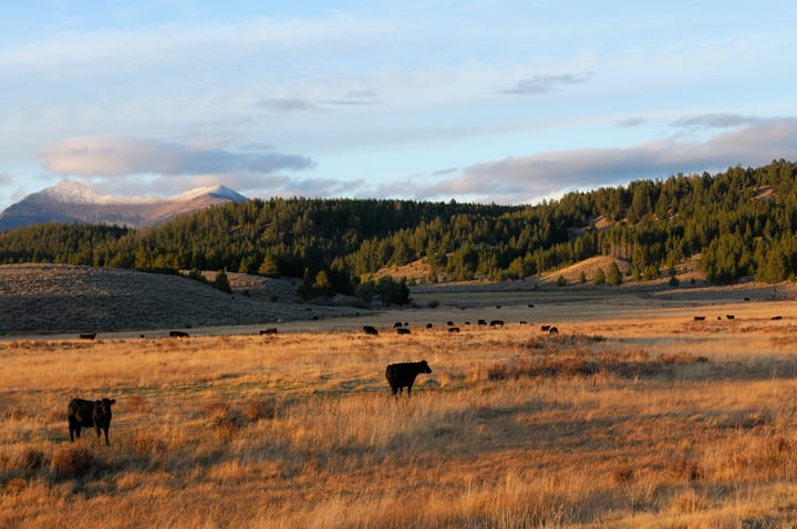Rollins urges federal land ranchers to put June Grazing Directive to work