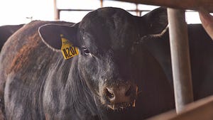 Taming trichomoniasis : Prevent trich outbreaks in your cow herd