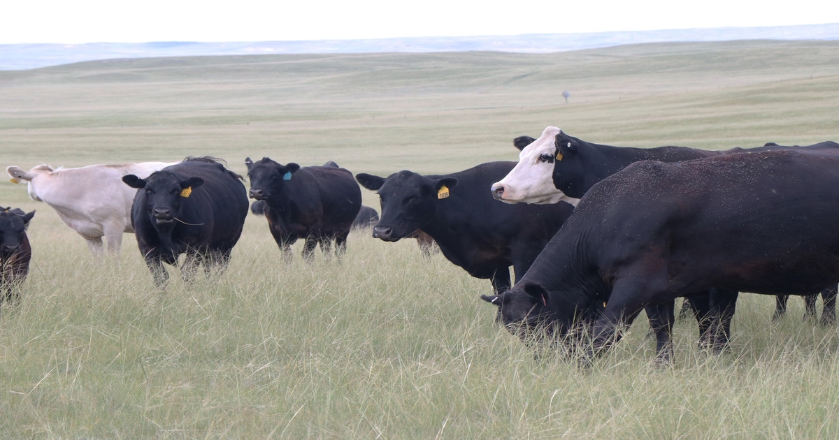 Nebraska Extension offers second course on Calculating Annual Cow Costs