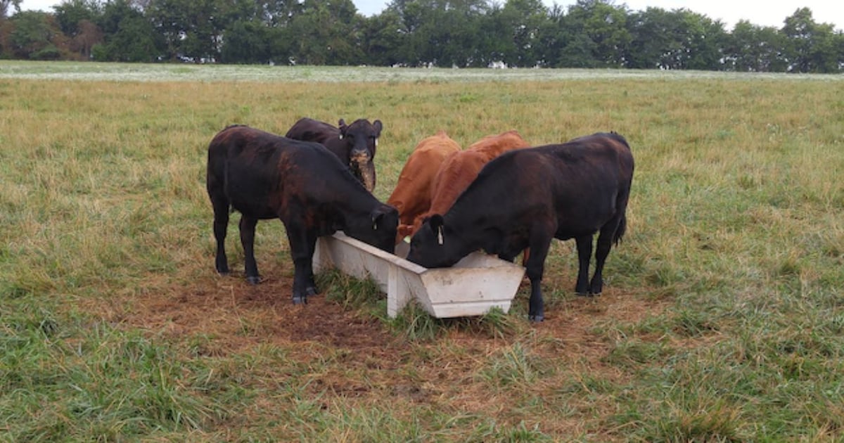 Producers urged to implement strong identification processes