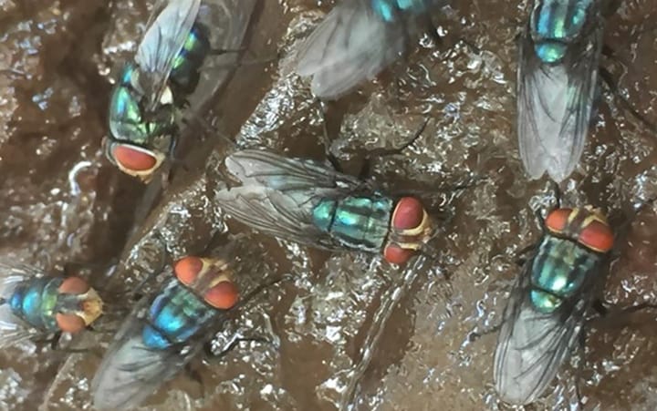 Tracking path of New World screwworm