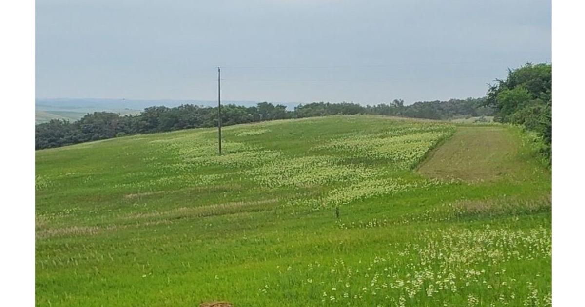 How to identify and control whorled milkweed