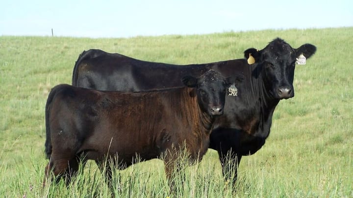 Reviewing cow-calf share and cash lease agreements