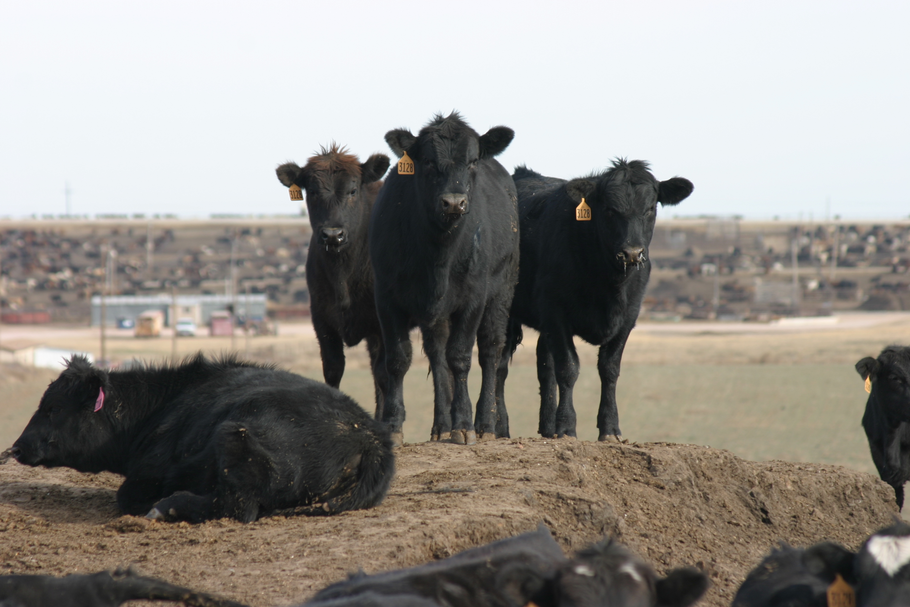 Like i said the overhead is definitely the biggest factor for cattle! , cows