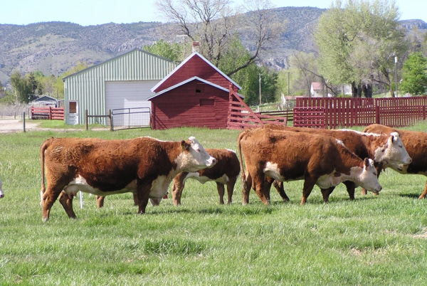 Best Measure Of Ranch Sustainability Is Economic Profitability