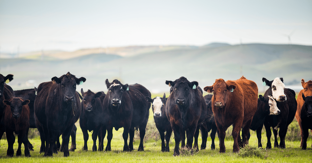 Cowdrs Weather drives cowherd size, not broken markets