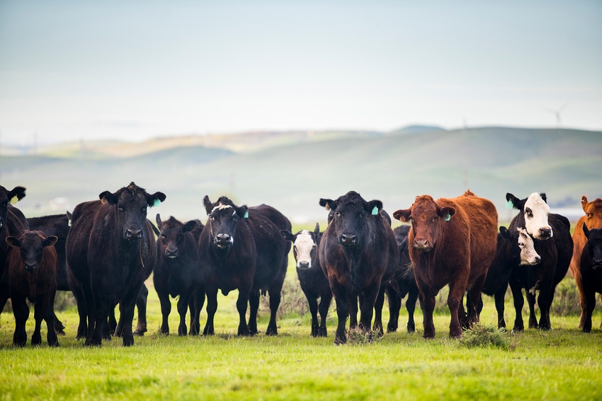 Cow herd genetic concentration continues to mature