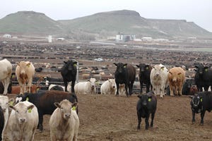 Beef Demand Is The Key To Cattle Prices In 2012