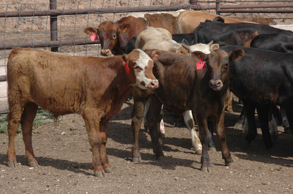 Weaned backgrounded calves