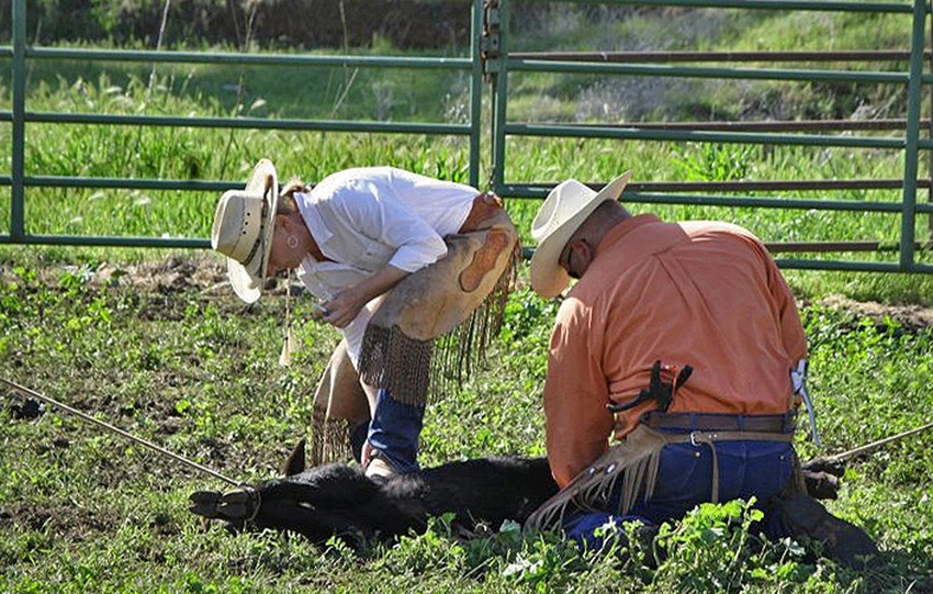 From homebuilder to fulltime ranchers, couple learns what it takes to restore rangeland