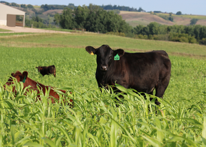 Clear-Springs-Cattle-Cover-Crop-Summer.png
