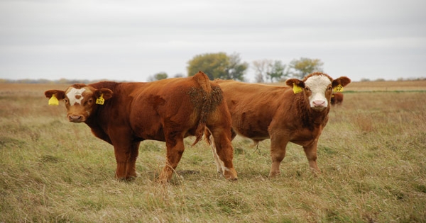 Castrating Beef Calves  New Mexico State University - BE BOLD. Shape the  Future.