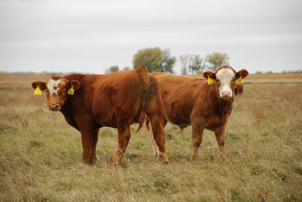 Red Baldy calves