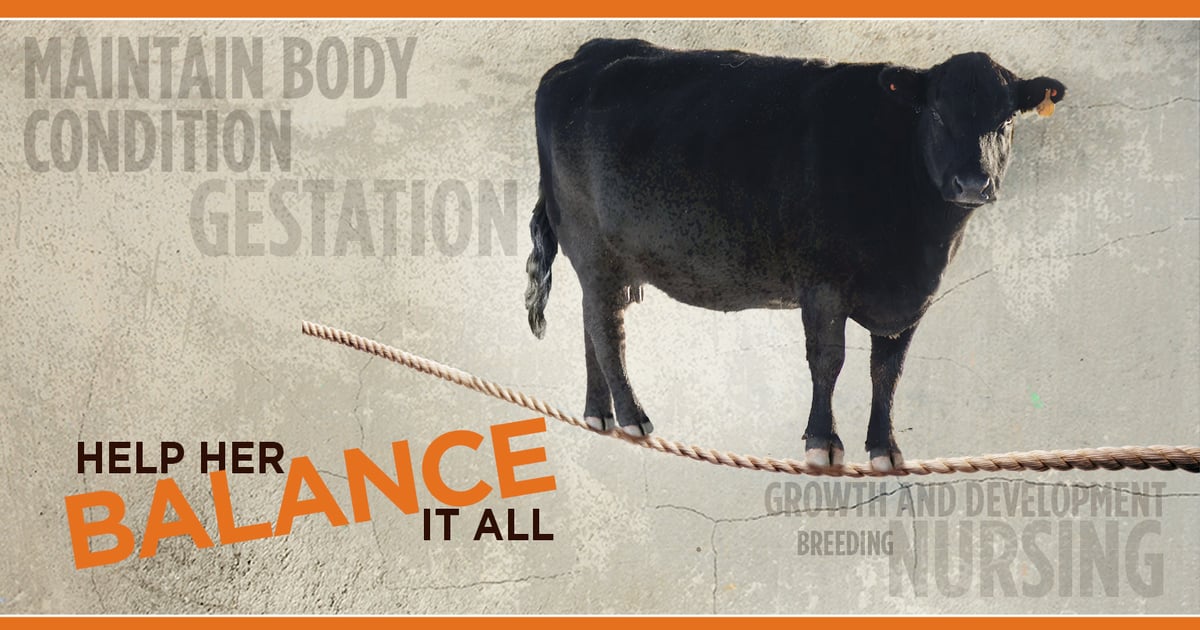 Help your mama cows balance it all