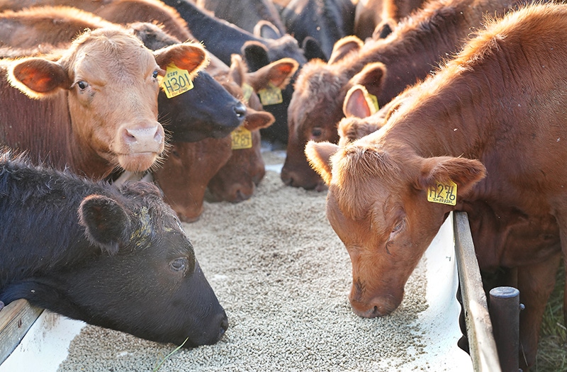 Purdue University beef cattle.jpg