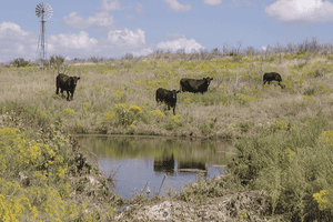 water concerns with animal agriculture