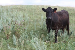4 considerations for weed management this fall