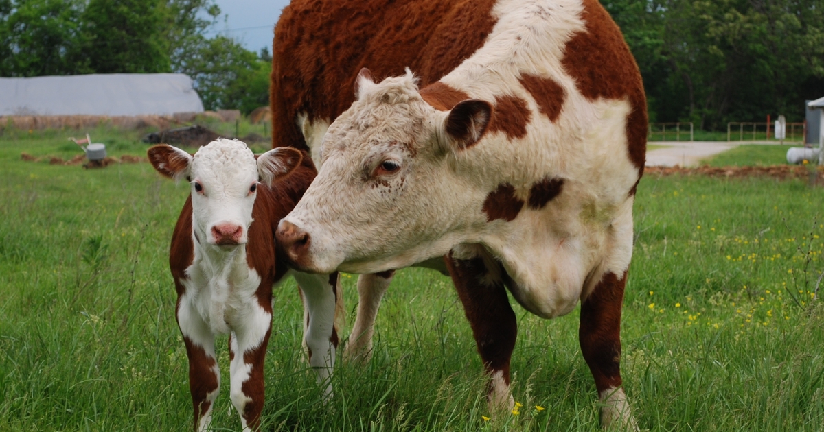 10 Favorite Spring Calving Photos | Beef Magazine